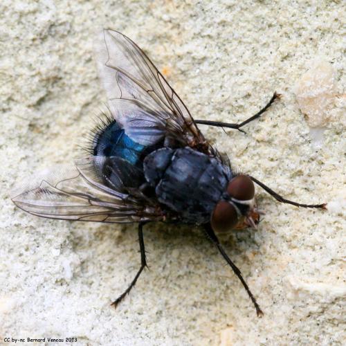 Calliphora vicina