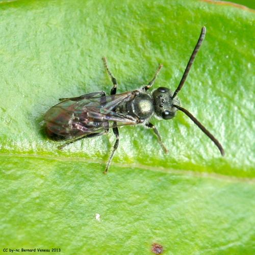 Réf. 110 585 : Lasioglossum sp.