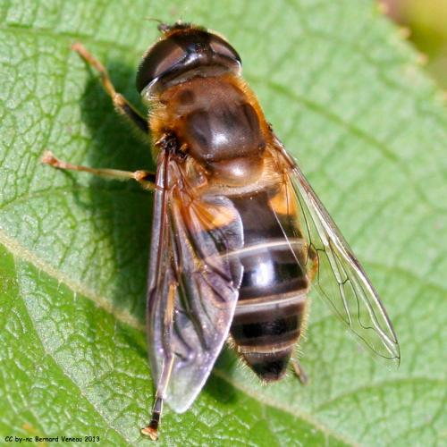 Réf. 110 538 : Eristalis pertinax