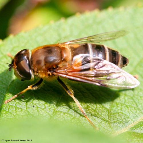 Réf. 110 505 : Eristalis pertinax