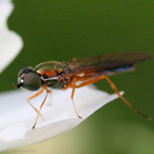 Sargus bipunctatus