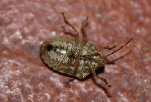 Dryadocoris apicalis