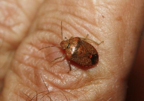 Dryadocoris apicalis