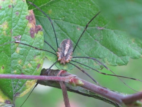Opilio canestrinii