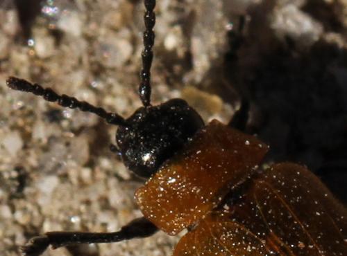 Galeruca laticollis