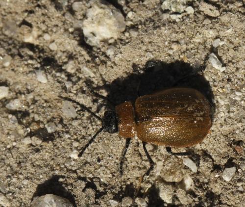 Réf. 110 589 : Galeruca sp.