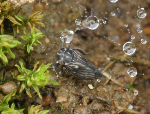 Réf. 110 952 : Anaceratagallia sp.