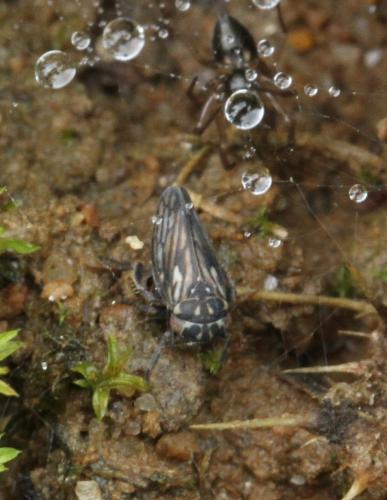 Anaceratagallia sp.