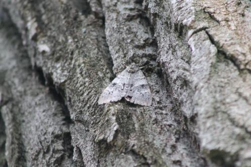 Catocala nupta
