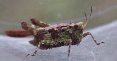 Réf. 110 071 : Tetrix ceperoi ceperoi