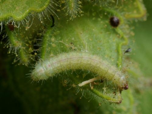 Stenoptilia grisescens