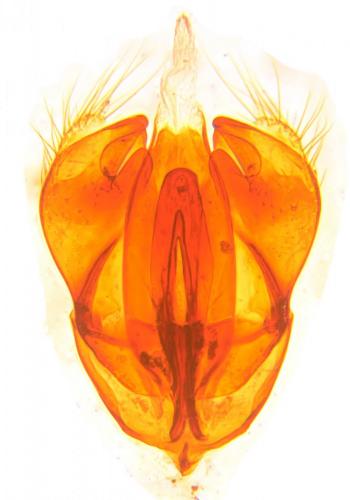 Réf. 110 337 : Hemicoelus fulvicornis