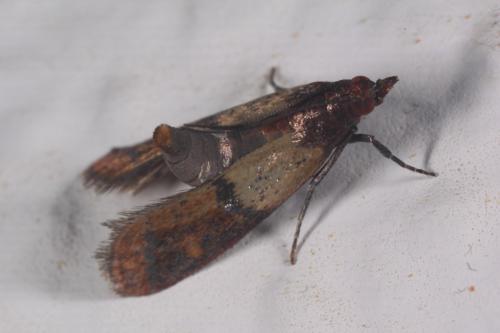 Réf. 110 822 : Plodia interpunctella