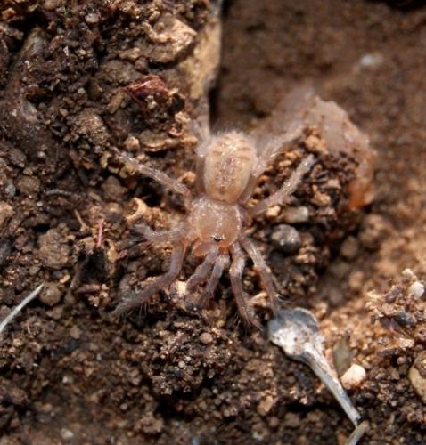 Réf. 110 287 : Ischnocolus valentinus