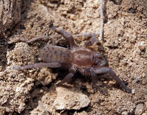 Réf. 110 288 : Ischnocolus valentinus