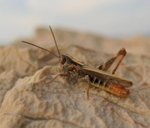 Réf. 110 293 : Chorthippus sp.