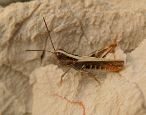 Réf. 110 295 : Chorthippus sp.