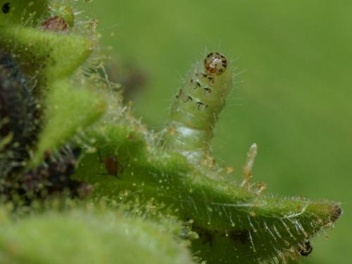Stenoptilia grisescens