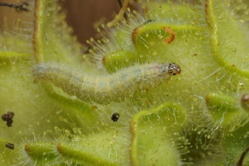Stenoptilia grisescens