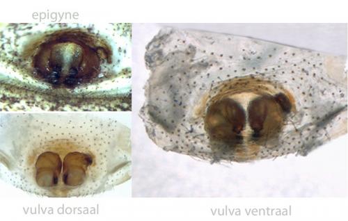 Réf. 110 717 : Xysticus acerbus