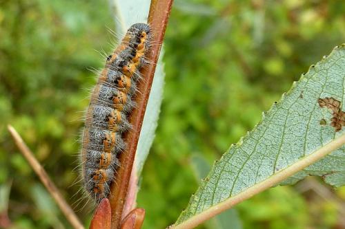 Réf. 110 494 : Clostera pigra