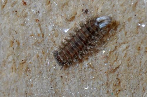 Réf. 110 117 : Polyxenus lagurus
