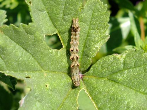 Acontia lucida