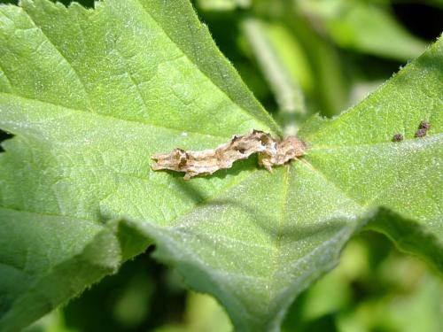 Acontia lucida