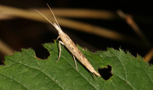 Réf. 110 804 : Ypsolopha mucronella