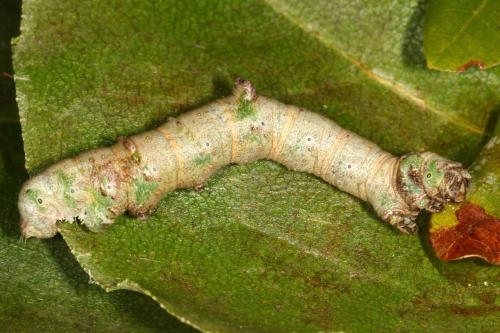 Réf. 110 655 : Opisthograptis luteolata