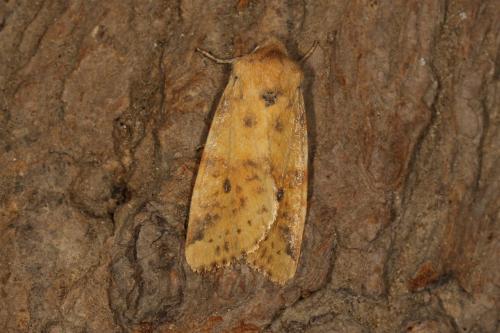Xanthia gilvago
