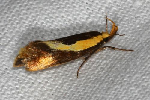 Harpella forficella