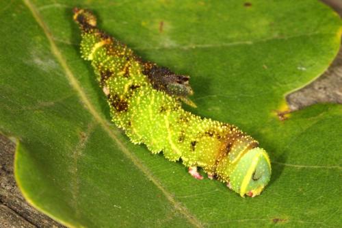 Laothoe populi