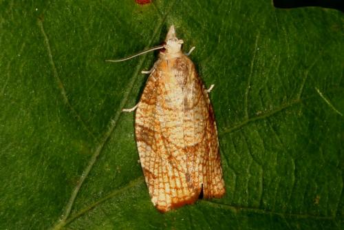 Réf. 110 224 : Pandemis corylana