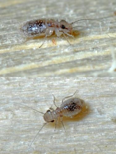 Réf. 110 918 : Lepinotus patruelis