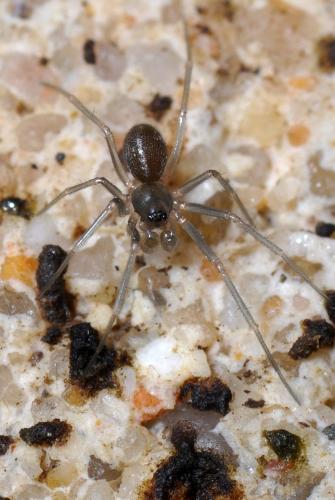 Ostearius melanopygius