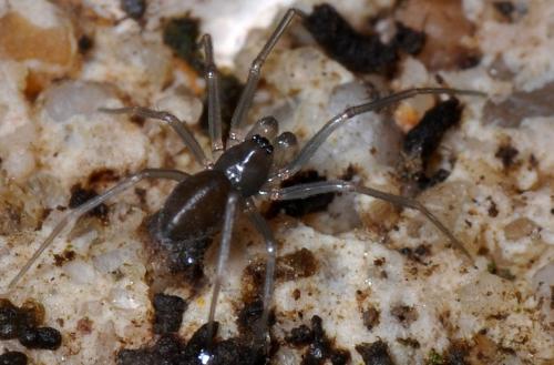 Ostearius melanopygius