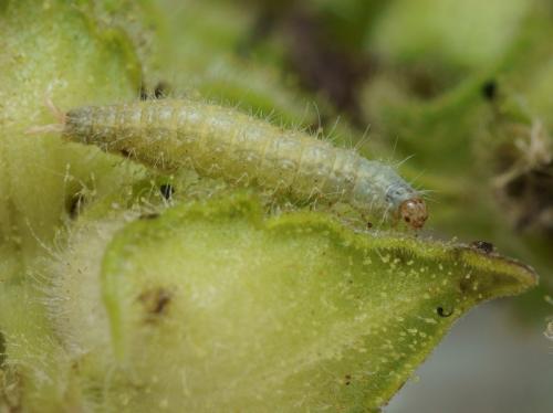 Réf. 110 524 : Stenoptilia grisescens