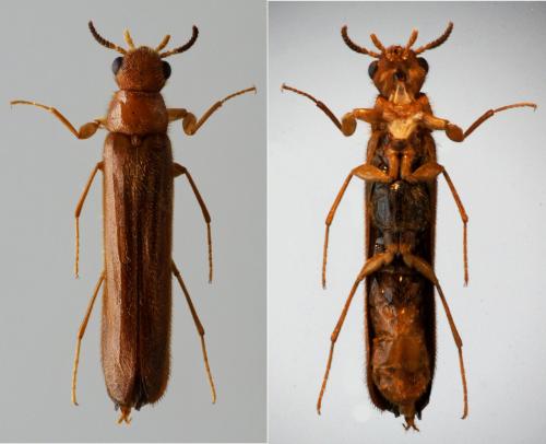 Elateroides dermestoides