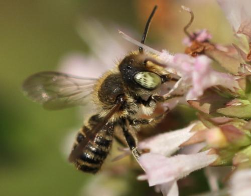Megachile sp.