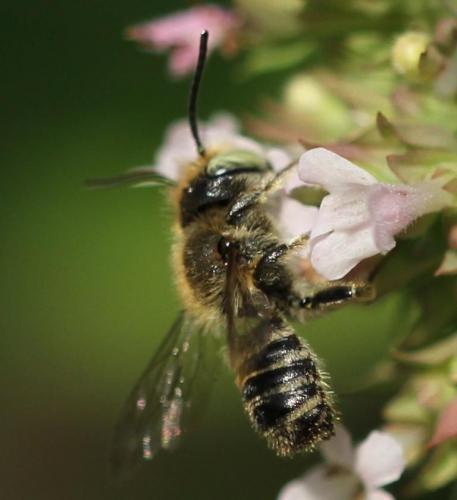 Megachile sp.