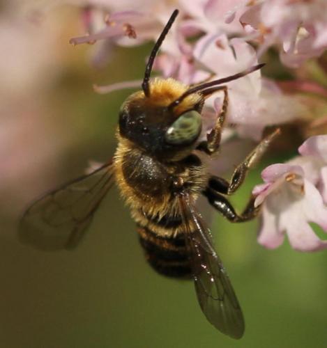 Megachile sp.