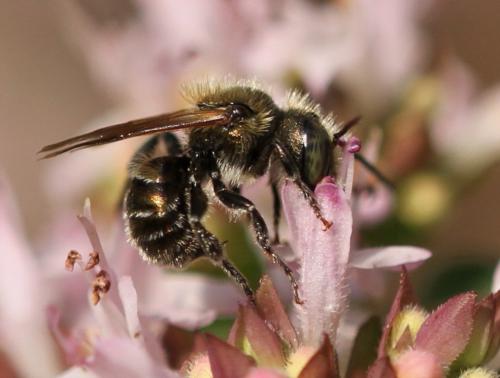 Osmia sp.