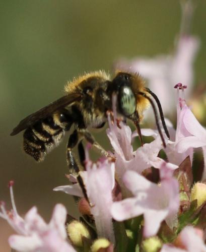 Megachile sp.