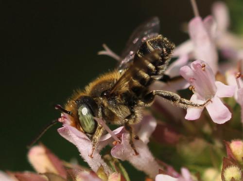 Megachile sp.