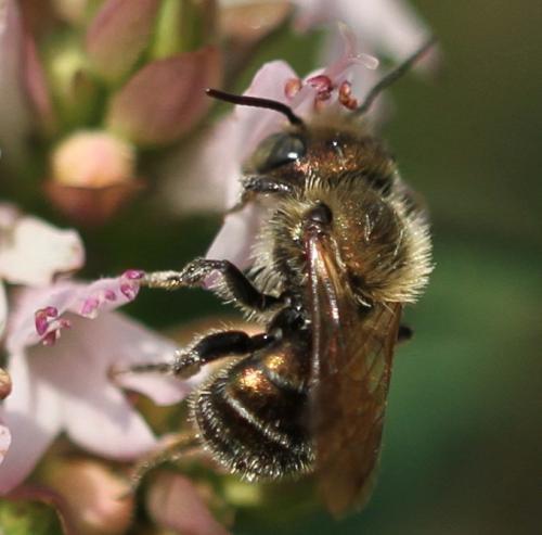 Osmia sp.