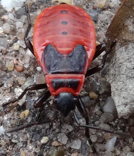 Réf. 110 823 : Pyrrhocoris apterus