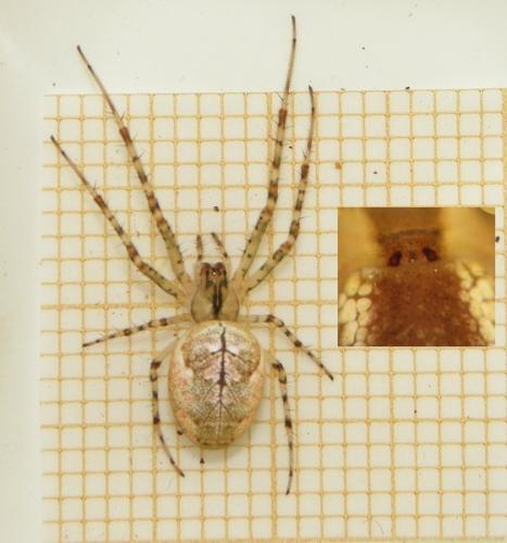 Metellina sp.