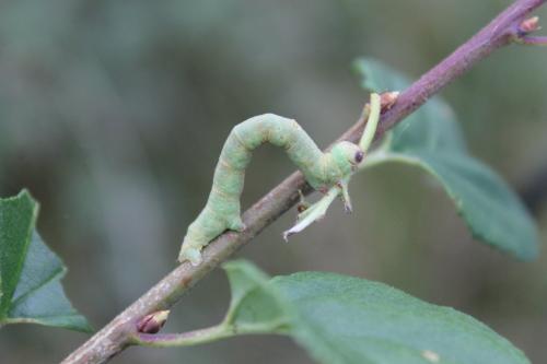 Ascotis selenaria
