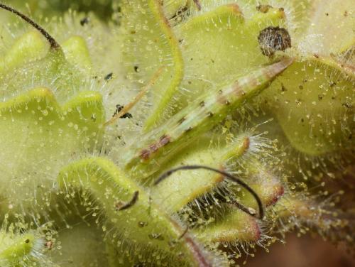 Réf. 110 525 : Stenoptilia grisescens